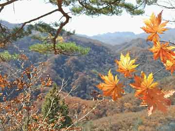 大众途昂最新价格、图片及市场表现概览