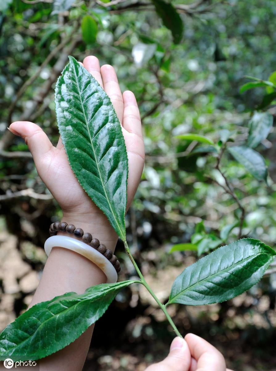 普洱茶厂家最新排名与市场占有率深度解析