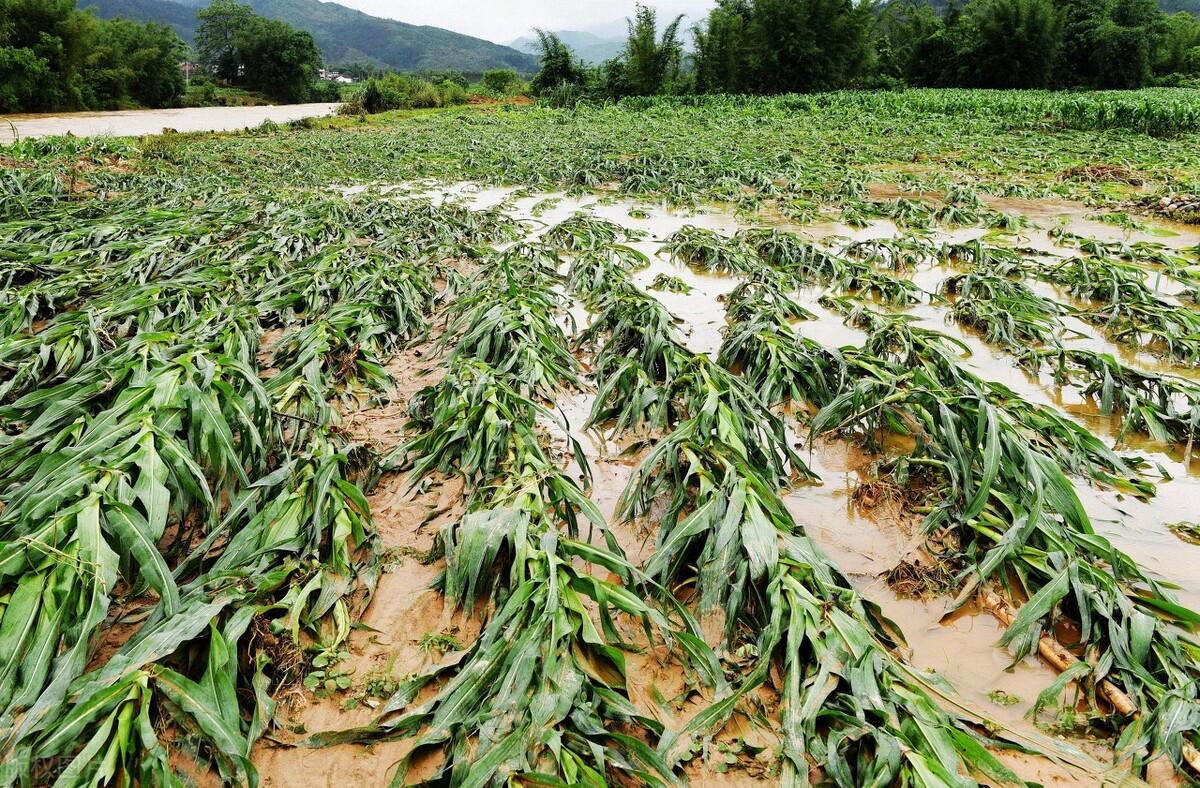 河南省花生最新价格动态解析